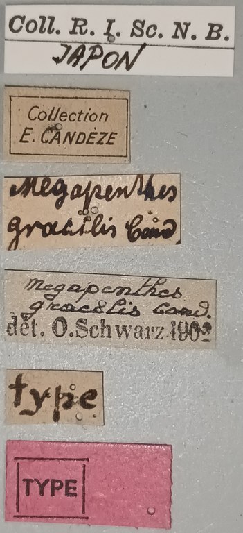 Megapenthes gracilis T Labels.jpg Megapenthes gracilis T Labels.jpg