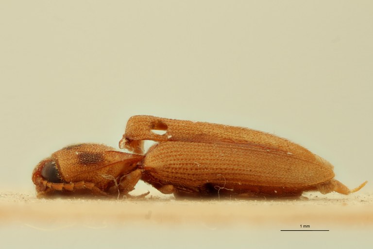 Megapenthes heterodoxus F Lt L.jpg