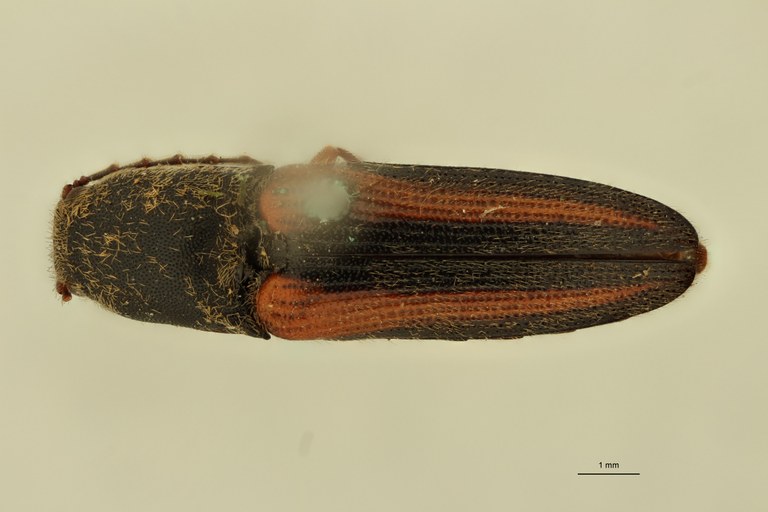 Megapenthes hirtus M Lt D.jpg Megapenthes hirtus M Lt D.jpg