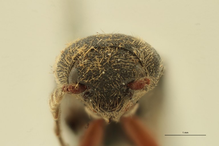 Megapenthes hirtus M Lt F.jpg Megapenthes hirtus M Lt F.jpg