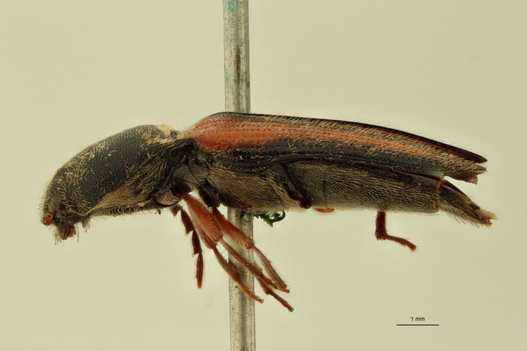 Megapenthes hirtus M Lt L.jpg Megapenthes hirtus M Lt L.jpg
