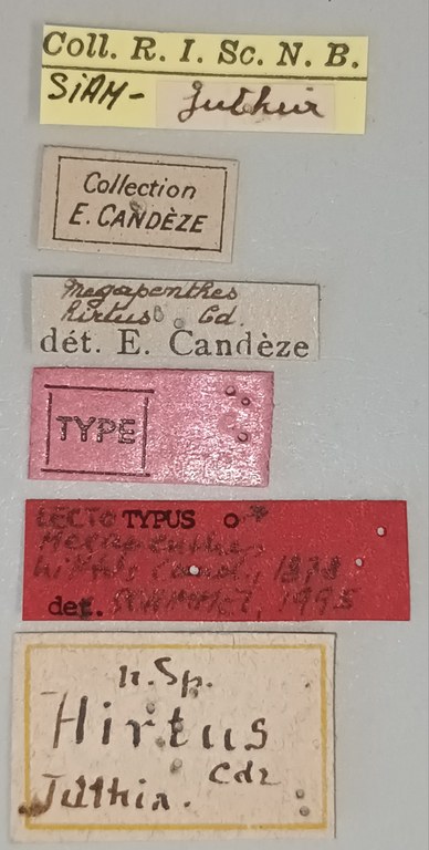 Megapenthes hirtus M Lt Labels.jpg Megapenthes hirtus M Lt Labels.jpg