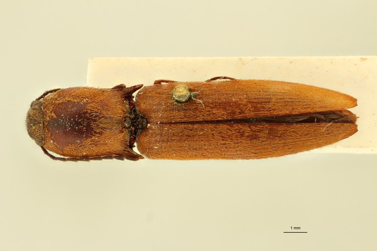 Megapenthes inflatus M Lt D.jpg Megapenthes inflatus M Lt D.jpg