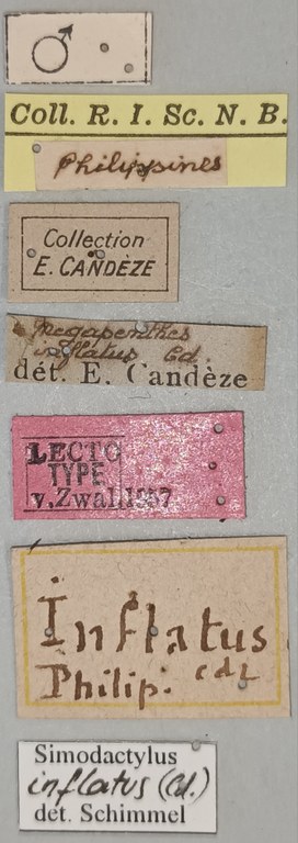Megapenthes inflatus M Lt Labels.jpg Megapenthes inflatus M Lt Labels.jpg