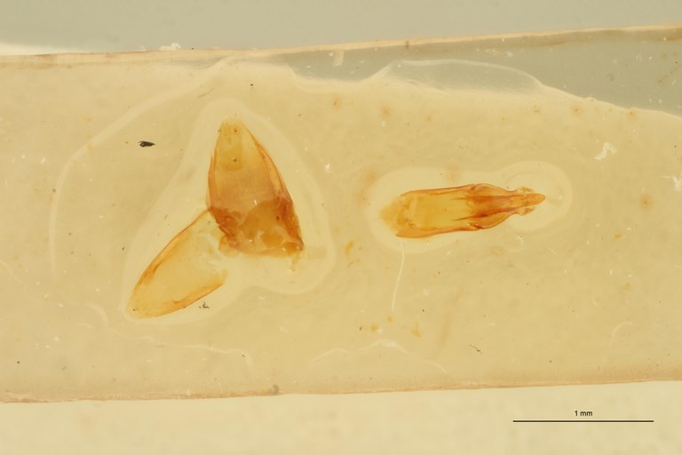 Megapenthes inops M Lt Aedeagus.jpg Megapenthes inops M Lt Aedeagus.jpg