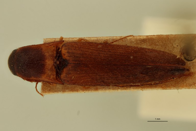 Megapenthes inops M Lt D.jpg Megapenthes inops M Lt D.jpg