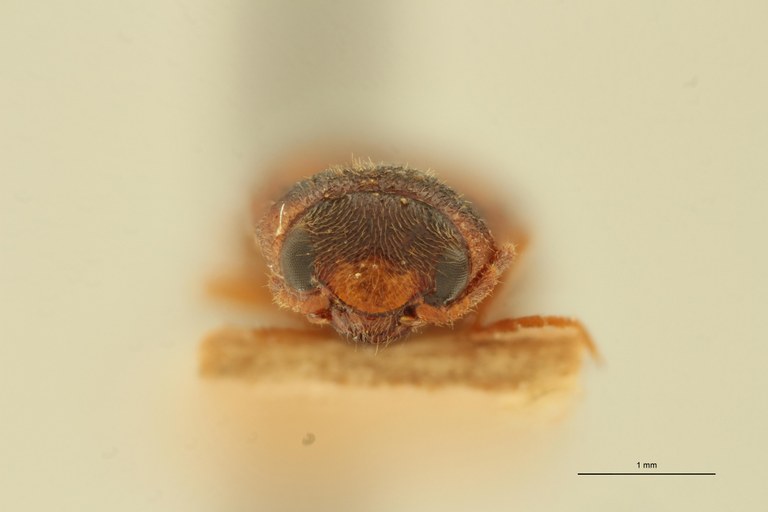 Megapenthes inops M Lt F.jpg Megapenthes inops M Lt F.jpg