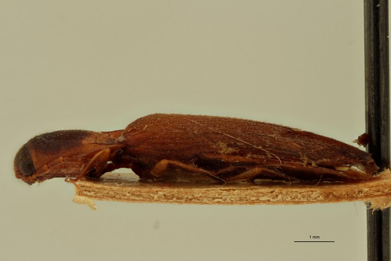 Megapenthes inops M Lt L.jpg Megapenthes inops M Lt L.jpg