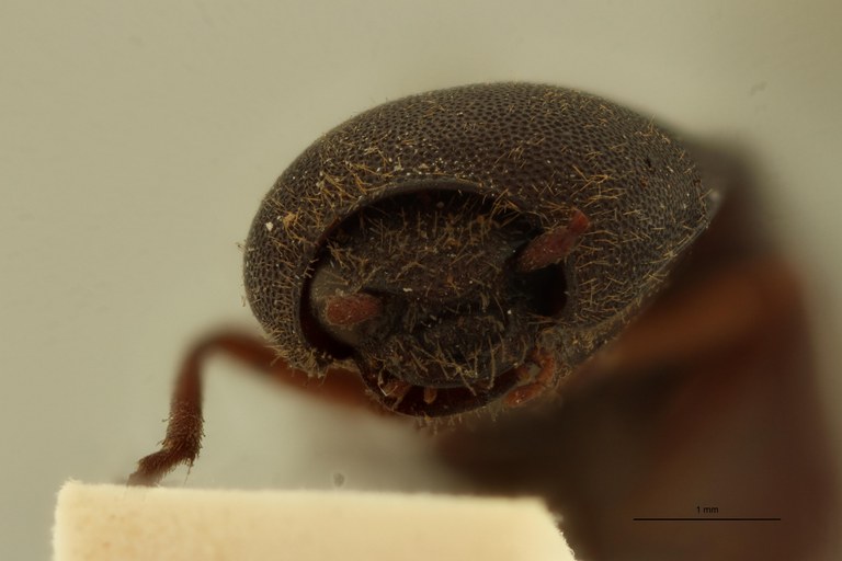 Megapenthes jocosus F Lt F.jpg Megapenthes jocosus F Lt F.jpg