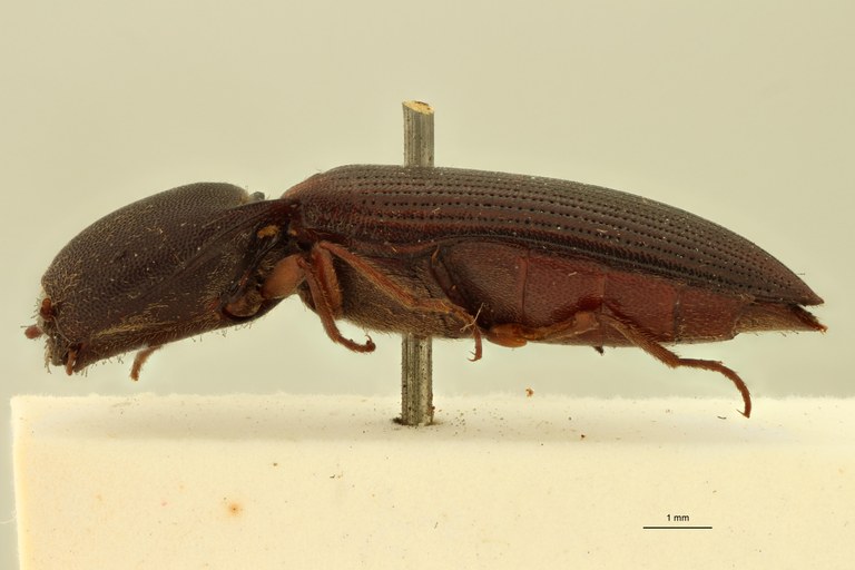 Megapenthes jocosus F Lt L.jpg Megapenthes jocosus F Lt L.jpg