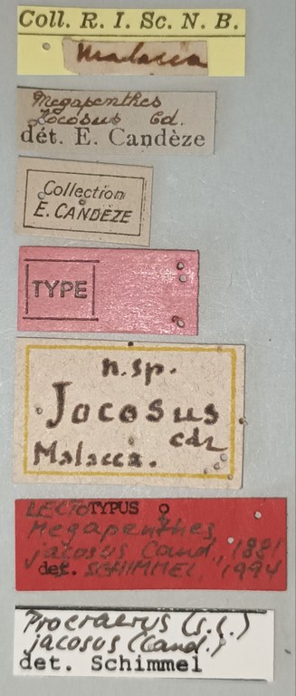 Megapenthes jocosus F Lt Labels.jpg Megapenthes jocosus F Lt Labels.jpg