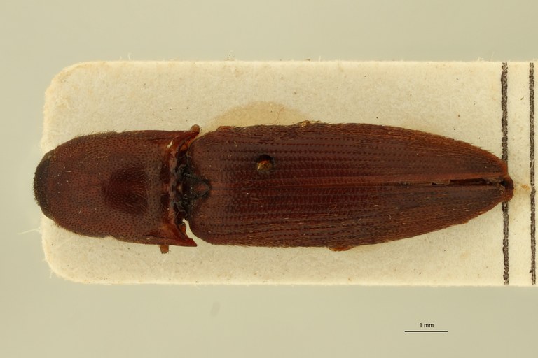 Megapenthes longus F Lt D.jpg Megapenthes longus F Lt D.jpg