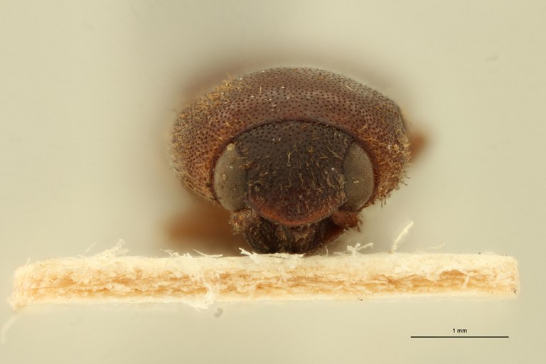Megapenthes longus F Lt F.jpg Megapenthes longus F Lt F.jpg