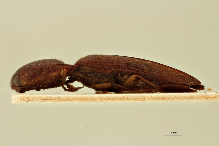 Megapenthes longus F Lt L.jpg Megapenthes longus F Lt L.jpg