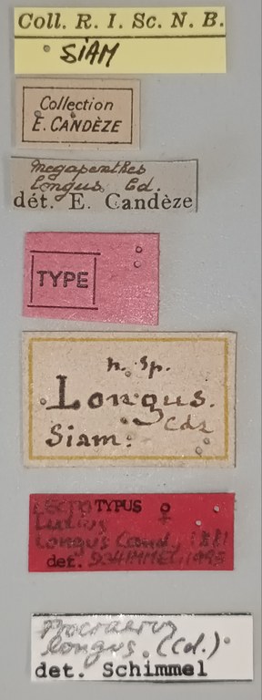 Megapenthes longus F Lt Labels.jpg Megapenthes longus F Lt Labels.jpg