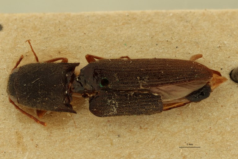 Megapenthes lugubris M Plt D.jpg Megapenthes lugubris M Plt D.jpg