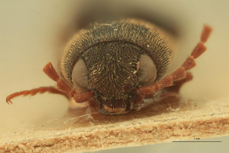 Megapenthes lugubris M Plt F.jpg Megapenthes lugubris M Plt F.jpg