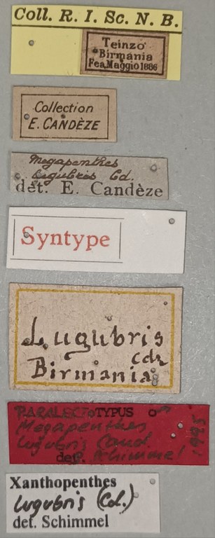 Megapenthes lugubris M Plt Labels.jpg Megapenthes lugubris M Plt Labels.jpg