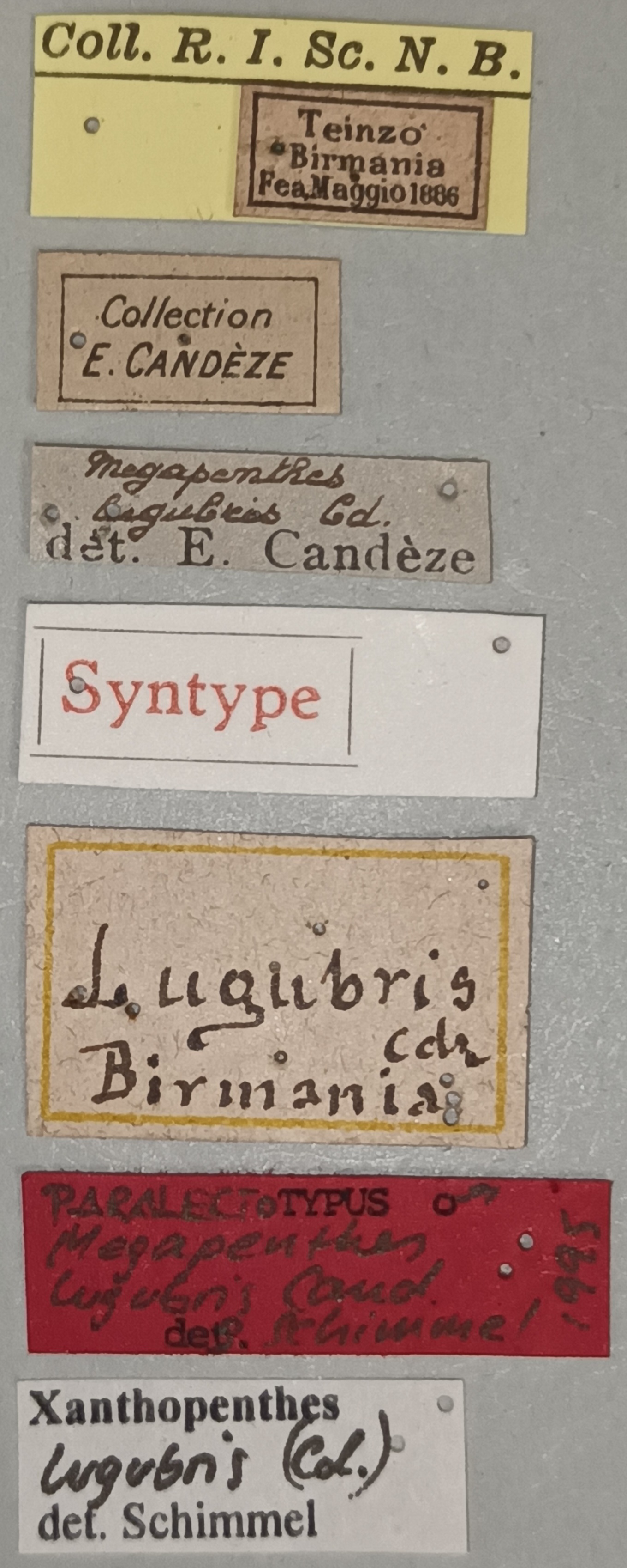 Megapenthes lugubris M Plt Labels.jpg