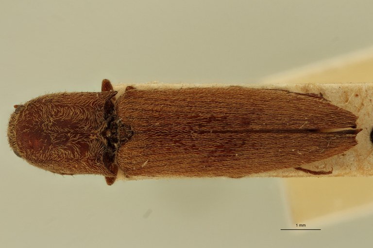 Megapenthes maceratus M T D.jpg Megapenthes maceratus M T D.jpg