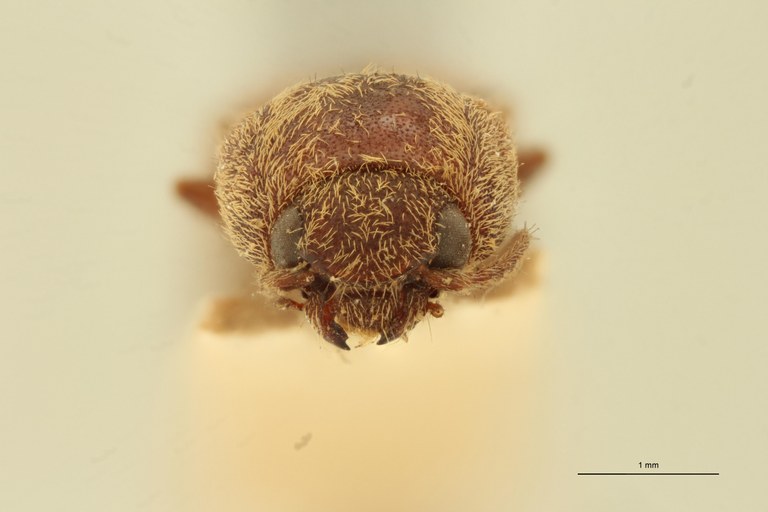 Megapenthes maceratus M T F.jpg Megapenthes maceratus M T F.jpg