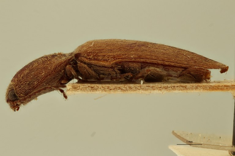 Megapenthes maceratus M T L.jpg Megapenthes maceratus M T L.jpg