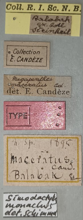 Megapenthes maceratus M T Labels.jpg Megapenthes maceratus M T Labels.jpg