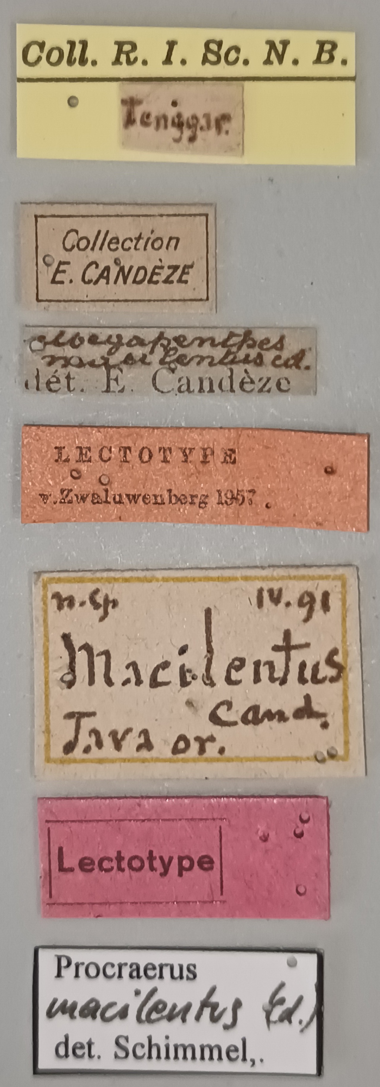 Megapenthes macilentus Lt Labels.jpg