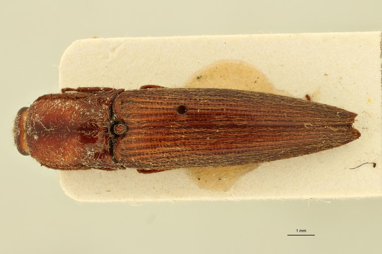 Megapenthes marginatus F T D.jpg Megapenthes marginatus F T D.jpg