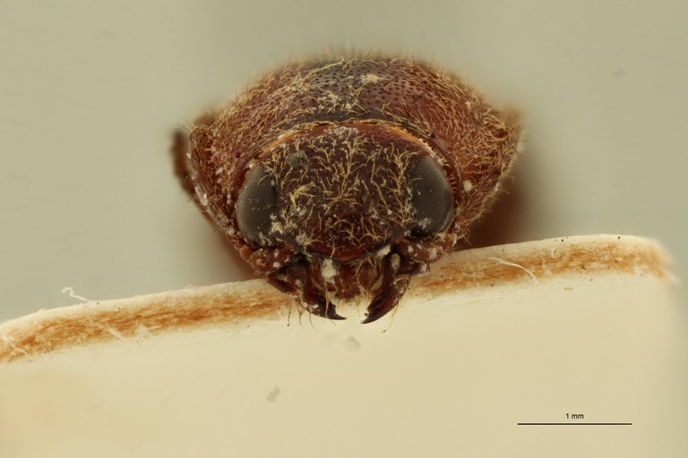 Megapenthes marginatus F T F.jpg Megapenthes marginatus F T F.jpg