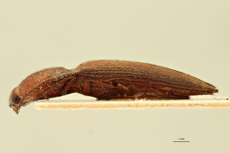 Megapenthes marginatus F T L.jpg Megapenthes marginatus F T L.jpg