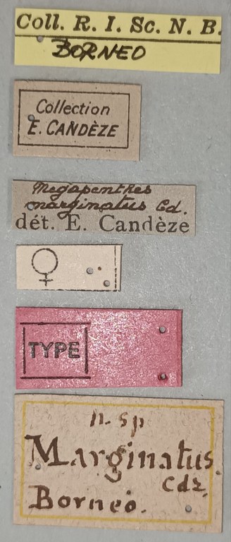 Megapenthes marginatus F T Labels.jpg Megapenthes marginatus F T Labels.jpg
