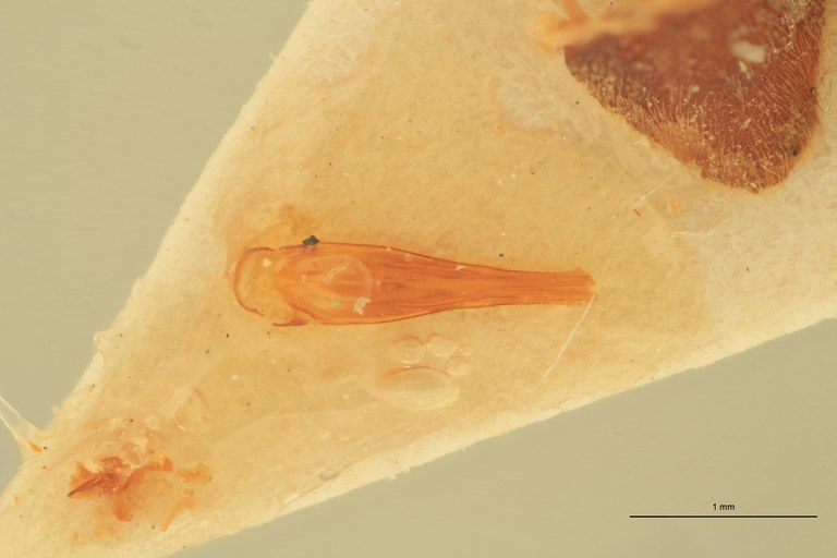 Megapenthes miser M Lt Aedeagus.jpg Megapenthes miser M Lt Aedeagus.jpg