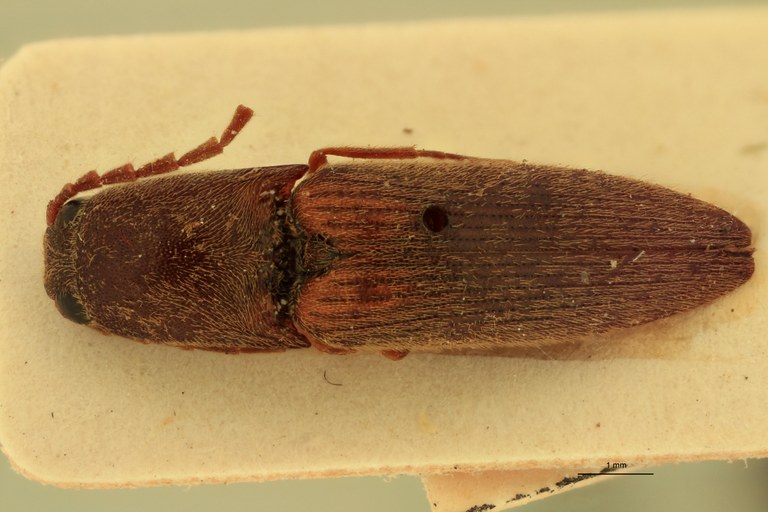 Megapenthes miser M Lt D.jpg Megapenthes miser M Lt D.jpg