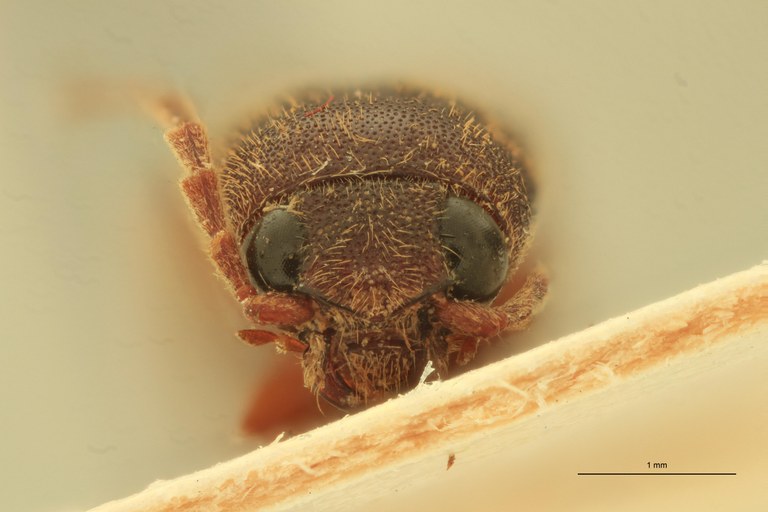 Megapenthes miser M Lt F.jpg Megapenthes miser M Lt F.jpg