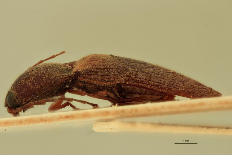 Megapenthes miser M Lt L.jpg Megapenthes miser M Lt L.jpg