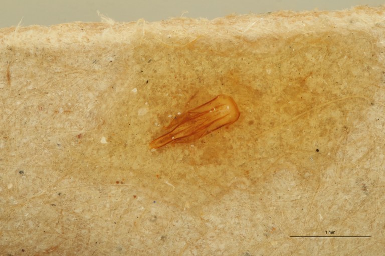Megapenthes monachus M T Aedeagus.jpg Megapenthes monachus M T Aedeagus.jpg