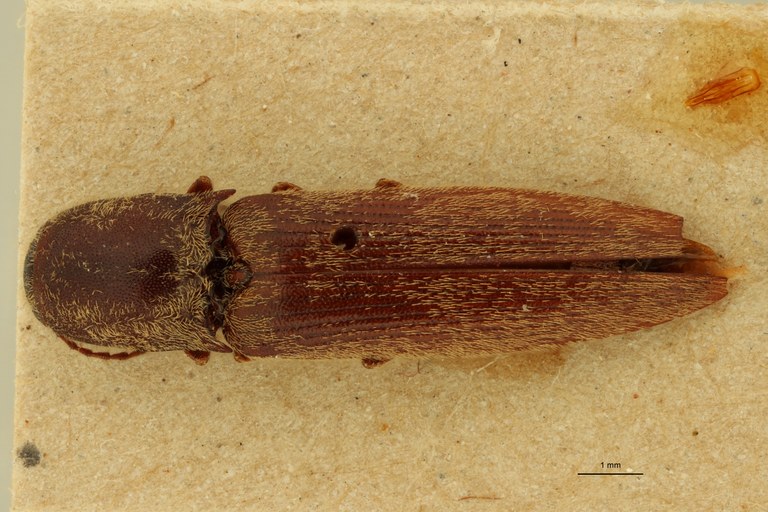 Megapenthes monachus M T D.jpg Megapenthes monachus M T D.jpg