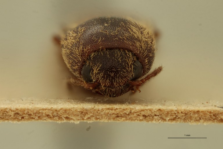 Megapenthes monachus M T F.jpg Megapenthes monachus M T F.jpg
