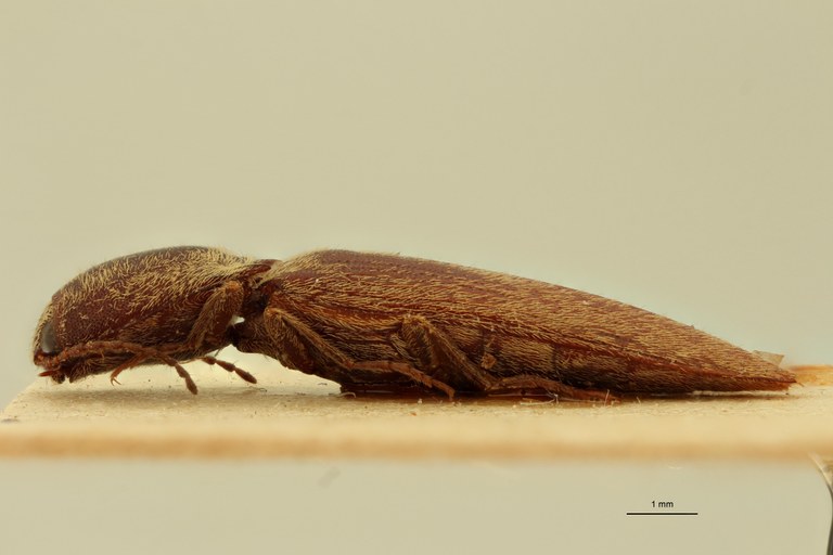 Megapenthes monachus M T L.jpg Megapenthes monachus M T L.jpg
