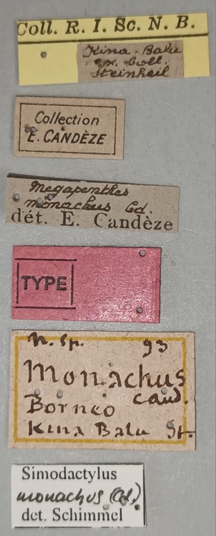 Megapenthes monachus M T Labels.jpg Megapenthes monachus M T Labels.jpg