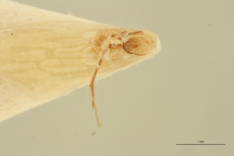 Megapenthes opacipennis lt M Aedeagus ZS PMax Scaled.jpeg Megapenthes opacipennis lt M Aedeagus ZS PMax Scaled.jpeg