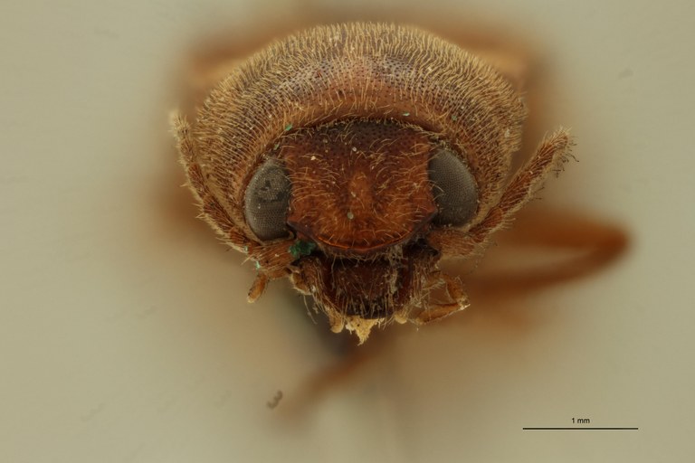 Megapenthes opacipennis lt M F ZS PMax Scaled.jpeg Megapenthes opacipennis lt M F ZS PMax Scaled.jpeg