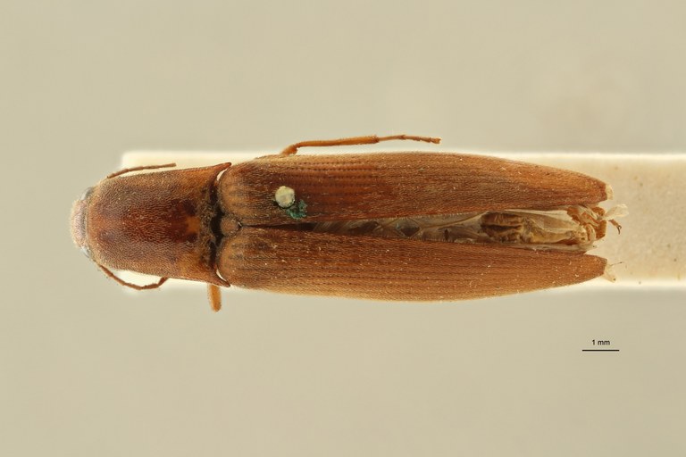 Megapenthes opacipennis lt M D ZS PMax Scaled.jpeg Megapenthes opacipennis lt M D ZS PMax Scaled.jpeg