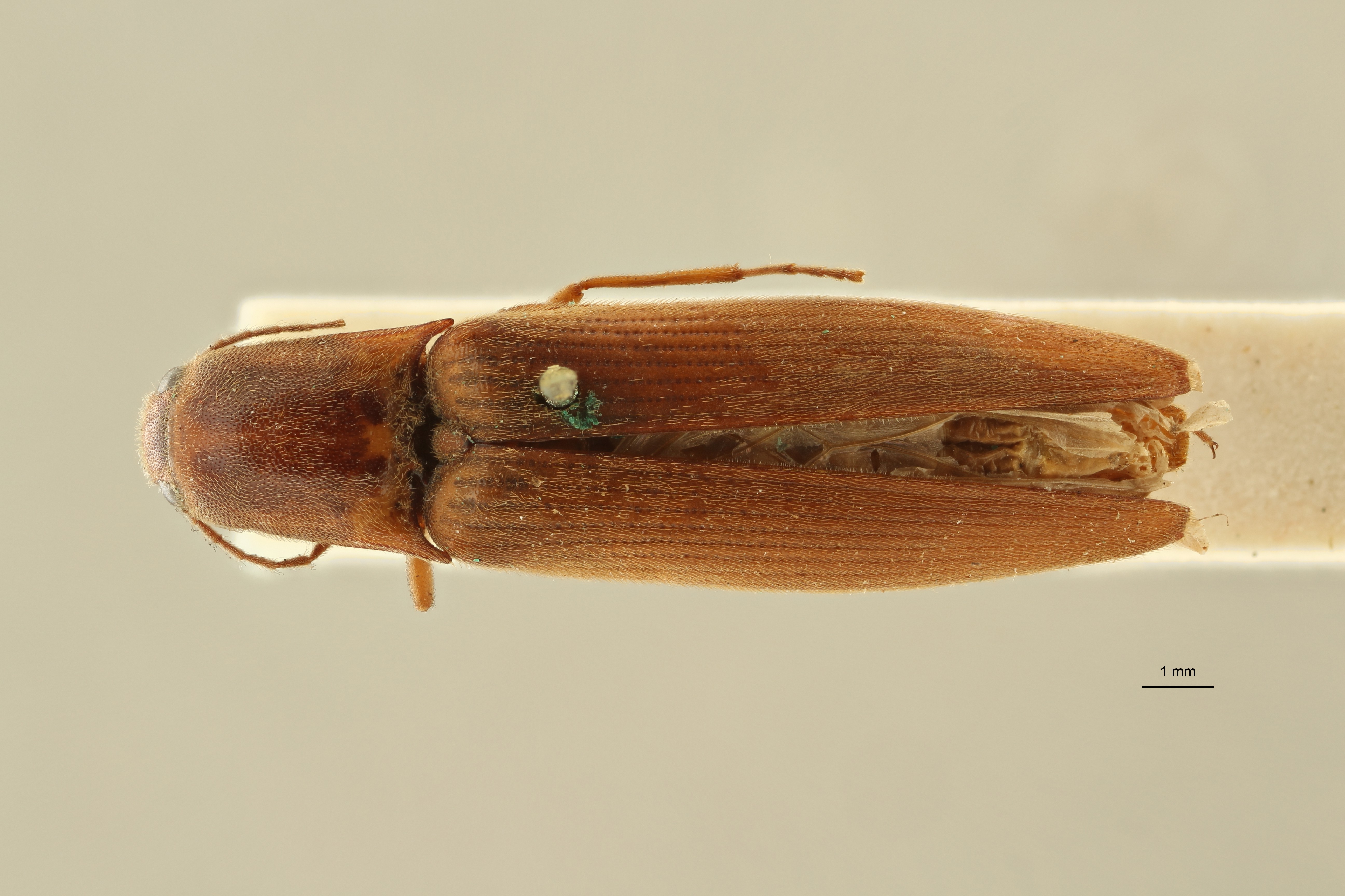 Megapenthes opacipennis lt M D ZS PMax Scaled.jpeg