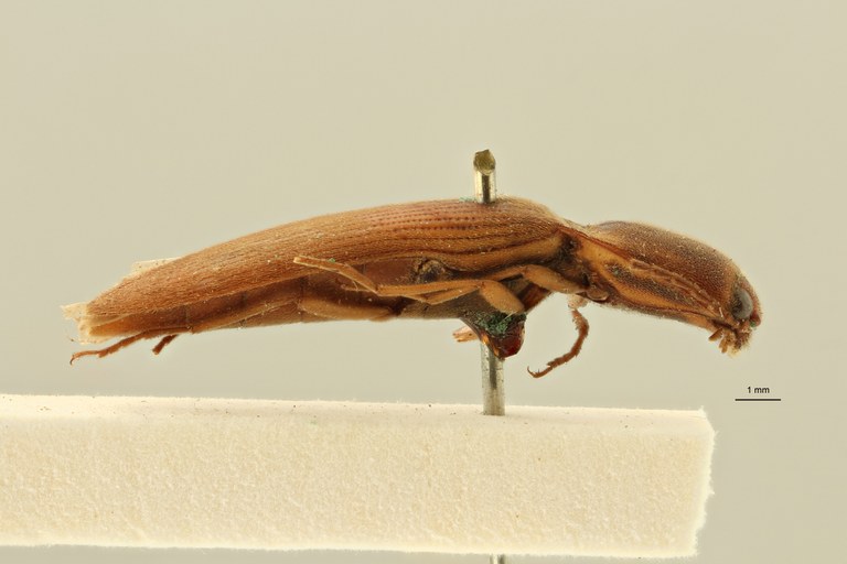 Megapenthes opacipennis lt M L ZS PMax Scaled.jpeg Megapenthes opacipennis lt M L ZS PMax Scaled.jpeg