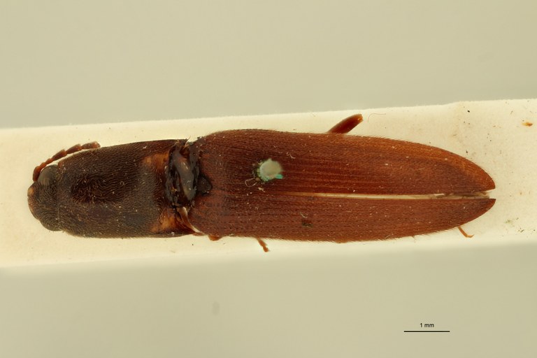 Megapenthes parallelus F Lt D.jpg Megapenthes parallelus F Lt D.jpg