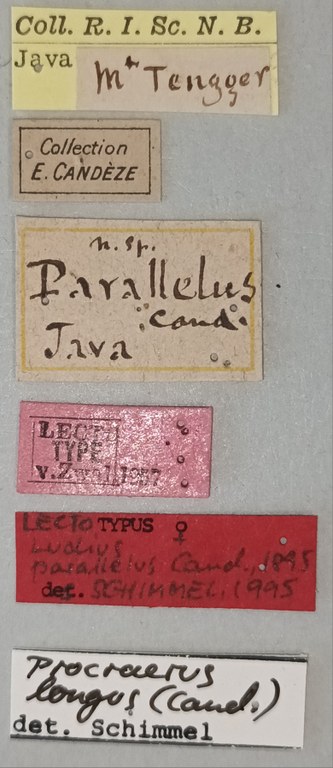 Megapenthes parallelus F Lt Labels.jpg Megapenthes parallelus F Lt Labels.jpg