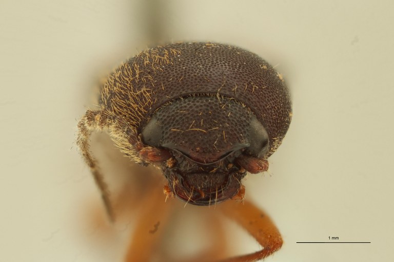 Megapenthes pauper lt M F ZS PMax Scaled.jpeg Megapenthes pauper lt M F ZS PMax Scaled.jpeg