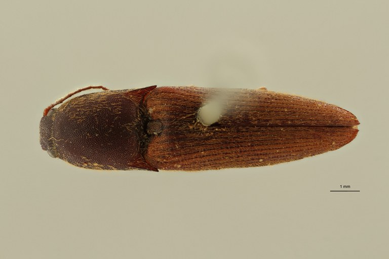 Megapenthes pauper lt M D ZS PMax Scaled.jpeg Megapenthes pauper lt M D ZS PMax Scaled.jpeg